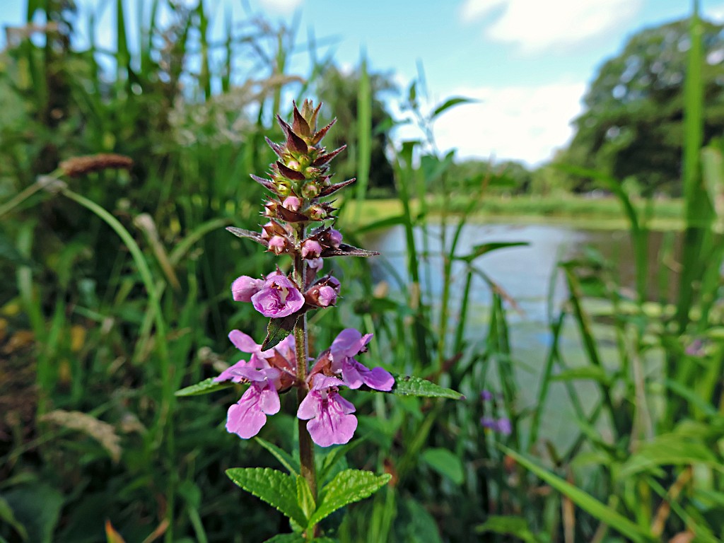 Moerasandoorn [10512] 06-jul-2014 (Regge, Schuilenburg).JPG - Moerasandoorn [Stachys palustris]